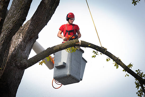 How Our Tree Care Process Works  in  Allendale, NJ